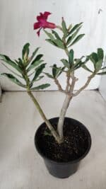 Planta Simples 2681 – 30cm – 02 anos - Imagem 5