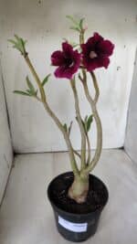 Planta Simples 2682 – 35cm – 03 anos - Imagem 2