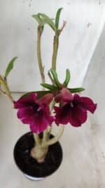 Planta Simples 2682 – 35cm – 03 anos - Imagem 4