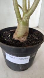 Planta Simples 2682 – 35cm – 03 anos - Imagem 7