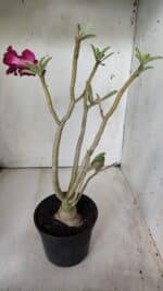 Planta Simples 2682 – 35cm – 03 anos - Imagem 6