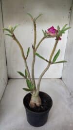 Planta Simples 2682 – 35cm – 03 anos - Imagem 5