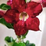 Planta Simples 2683 – 30cm – 02 anos