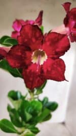 Planta Simples 2683 – 30cm – 02 anos