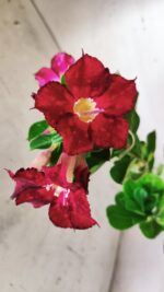 Planta Simples 2683 – 30cm – 02 anos - Imagem 4