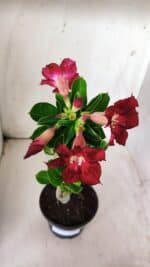 Planta Simples 2683 – 30cm – 02 anos - Imagem 5