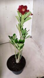 Planta Simples 2683 – 30cm – 02 anos - Imagem 6