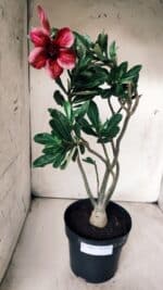 Planta Simples 2684 – 40cm – 03 anos - Imagem 2