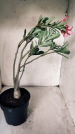 Planta Simples 2684 – 40cm – 03 anos - Imagem 5