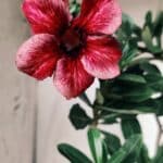 Planta Simples 2684 – 40cm – 03 anos