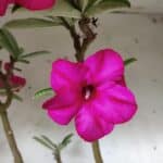 Planta Simples 2685 – 50cm – 04 anos