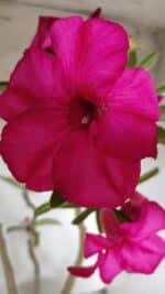 Planta Simples 2685 – 50cm – 04 anos - Imagem 5