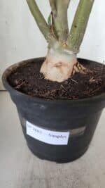 Planta Simples 2685 – 50cm – 04 anos - Imagem 8