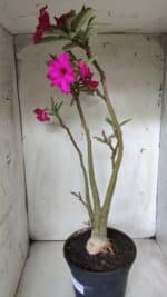 Planta Simples 2685 – 50cm – 04 anos - Imagem 4