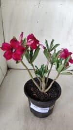 Planta Simples 2686 – 30cm – 02 anos - Imagem 2