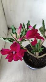 Planta Simples 2686 – 30cm – 02 anos - Imagem 8