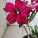 Planta Simples 2686 – 30cm – 02 anos