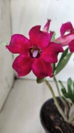 Planta Simples 2686 – 30cm – 02 anos