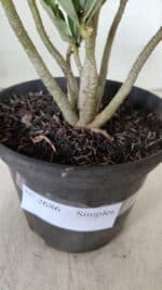 Planta Simples 2686 – 30cm – 02 anos - Imagem 6