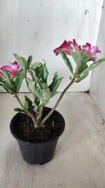 Planta Simples 2686 – 30cm – 02 anos - Imagem 5