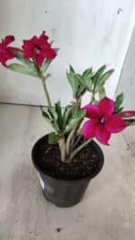 Planta Simples 2686 – 30cm – 02 anos - Imagem 4