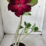 Planta Simples 2687 – 35cm – 03 anos