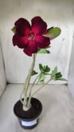 Planta Simples 2687 – 35cm – 03 anos