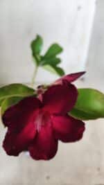 Planta Simples 2687 – 35cm – 03 anos - Imagem 4