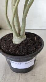 Planta Simples 2687 – 35cm – 03 anos - Imagem 6