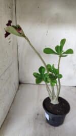 Planta Simples 2687 – 35cm – 03 anos - Imagem 5