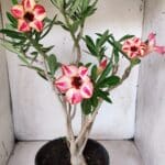 Planta Simples 2688 – 45cm – 03 anos