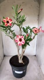 Planta Simples 2688 – 45cm – 03 anos