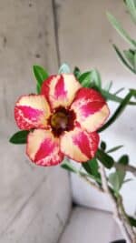 Planta Simples 2688 – 45cm – 03 anos - Imagem 3