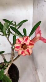 Planta Simples 2688 – 45cm – 03 anos - Imagem 4