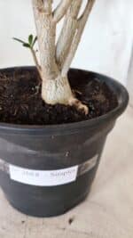 Planta Simples 2688 – 45cm – 03 anos - Imagem 8