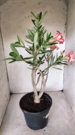 Planta Simples 2688 – 45cm – 03 anos - Imagem 7