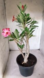 Planta Simples 2688 – 45cm – 03 anos - Imagem 6