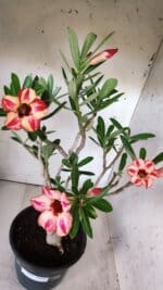 Planta Simples 2688 – 45cm – 03 anos - Imagem 5