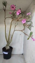 Planta Simples 2689 – 60cm – 04 anos - Imagem 2