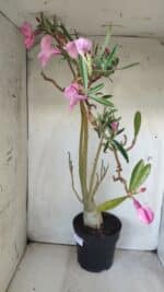 Planta Simples 2689 – 60cm – 04 anos - Imagem 7