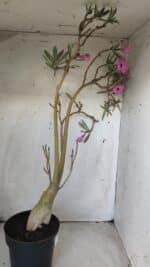 Planta Simples 2689 – 60cm – 04 anos - Imagem 9