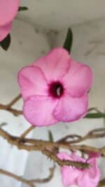 Planta Simples 2689 – 60cm – 04 anos - Imagem 5