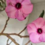 Planta Simples 2689 – 60cm – 04 anos