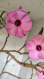 Planta Simples 2689 – 60cm – 04 anos