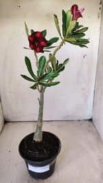 Planta Simples 2690 – 30cm – 02 anos - Imagem 2