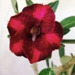 Planta Simples 2690 – 30cm – 02 anos