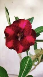 Planta Simples 2690 – 30cm – 02 anos