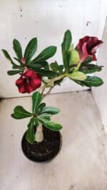 Planta Simples 2690 – 30cm – 02 anos - Imagem 4