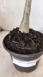 Planta Simples 2690 – 30cm – 02 anos - Imagem 6