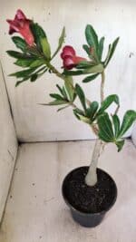 Planta Simples 2690 – 30cm – 02 anos - Imagem 5